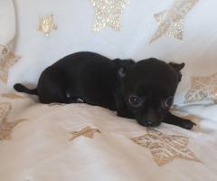 Мъжко и Женско Кученце Куче Мини Чихуахуа