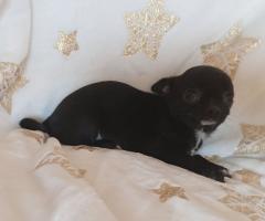 Мъжко и Женско Кученце Куче Мини Чихуахуа