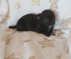 Мъжко и Женско Кученце Куче Мини Чихуахуа