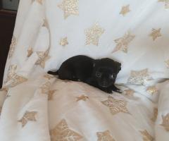 Мъжко и Женско Кученце Куче Мини Чихуахуа