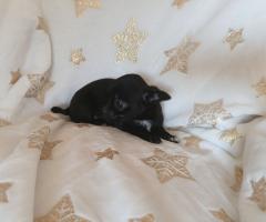 Мъжко и Женско Кученце Куче Мини Чихуахуа