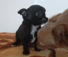 Мъжко и Женско Кученце Куче Мини Чихуахуа