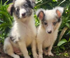 Момче Шелти мини Коли