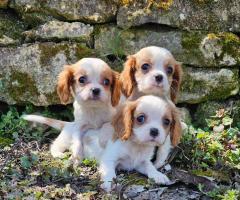 Кученца от породата Кавалер Кинг Чарлз шпаньол, мъжки и женски