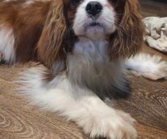 Кученца от породата Кавалер Кинг Чарлз шпаньол, мъжки и женски