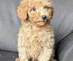 Кученце той пудел