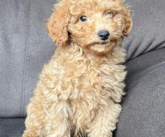 Кученце той пудел