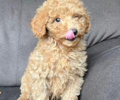 Кученце той пудел