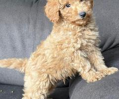 Кученце той пудел