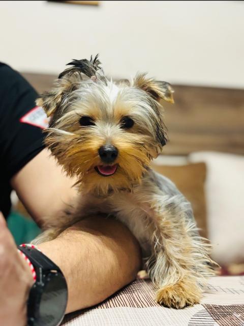 Йорки момиченце