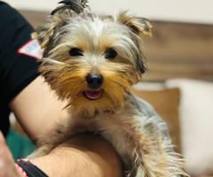 Йорки момиченце