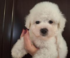 Бишон Фризе Красиви Кученца