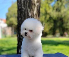 Бишон Фризе Красиви Кученца