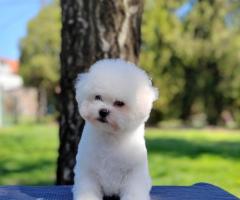Бишон Фризе Красиви Кученца