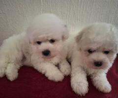 Бишон Фризе Красиви Кученца