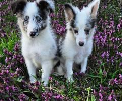 Момче Шелти мини Коли