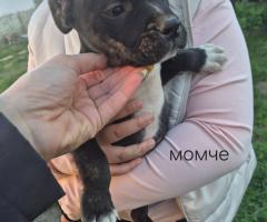 Малки питбули