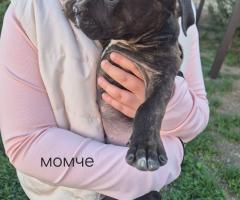 Малки питбули