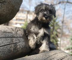 Мини шнауцер кученце