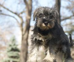 Мини шнауцер кученце