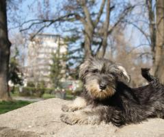 Мини шнауцер кученце