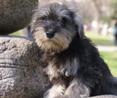 Мини шнауцер кученце