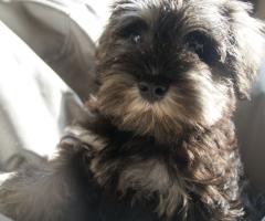 Мини шнауцер кученце