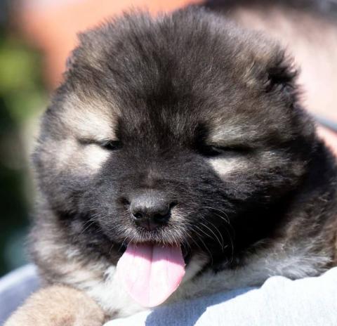 Кавказка овчарка – кученца