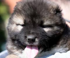 Кавказка овчарка – кученца