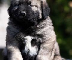 Кавказка овчарка – кученца