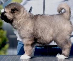 Кавказка овчарка – кученца