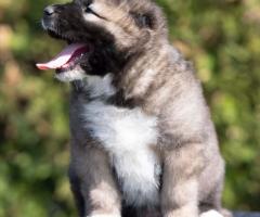 Кавказка овчарка – кученца