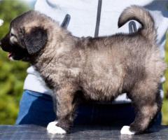 Кавказка овчарка – кученца