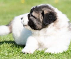 Кавказка овчарка – кученца