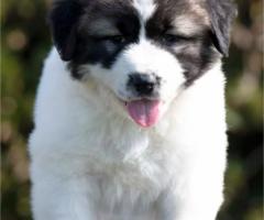 Кавказка овчарка – кученца