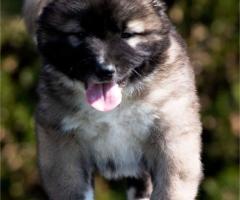 Кавказка овчарка – кученца