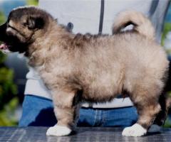 Кавказка овчарка – кученца