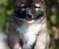 Кавказка овчарка – кученца