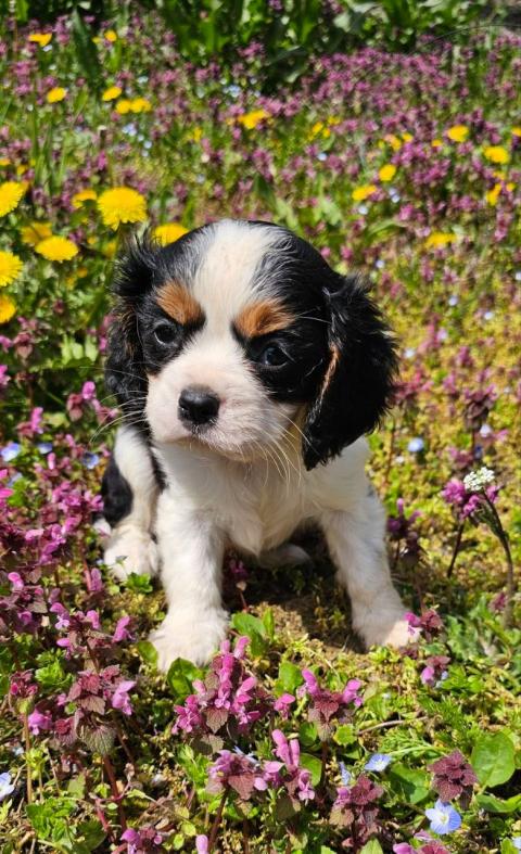Момче кавалер Кинг Чарлз Шпаньол