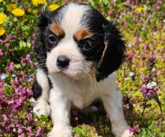 Момче кавалер Кинг Чарлз Шпаньол