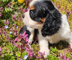 Момче кавалер Кинг Чарлз Шпаньол