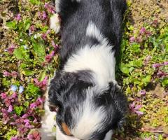 Момче кавалер Кинг Чарлз Шпаньол