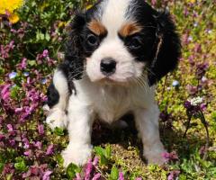 Момче кавалер Кинг Чарлз Шпаньол