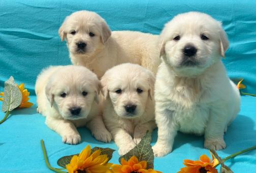 Кученца Голдън ретривър