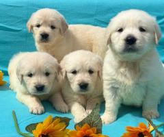 Кученца Голдън ретривър