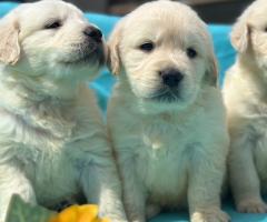 Кученца Голдън ретривър