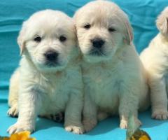 Кученца Голдън ретривър