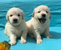 Кученца Голдън ретривър