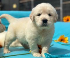 Кученца Голдън ретривър