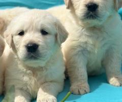 Кученца Голдън ретривър